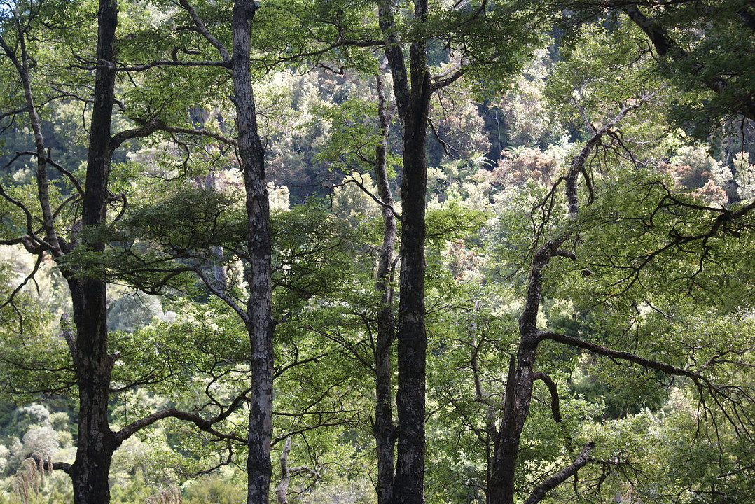 Trees and earthquakes don't mix